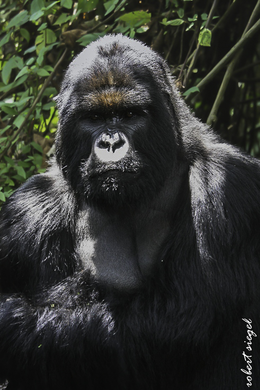 gorilla